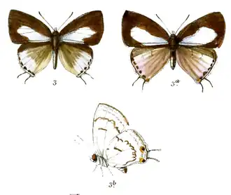 Tajuria illurgioides