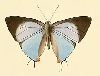 Iolaus diaeus