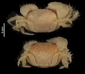 Takedana eriphioides