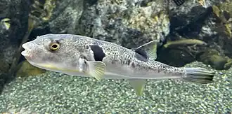 Takifugu porphyreus