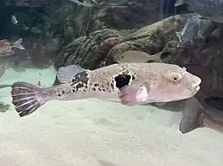 Takifugu rubripes in Shimane Aquarium in Japan