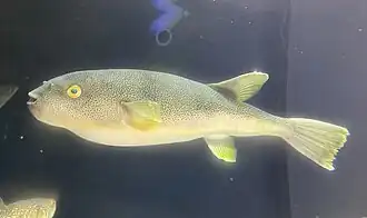 Takifugu stictonotus