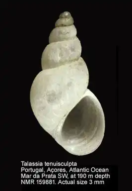 Talassia tenuisculpta