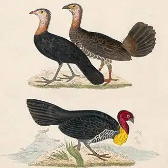 Roodsnavelboskalkoen