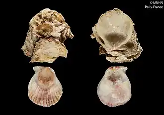 Talochlamys abscondita