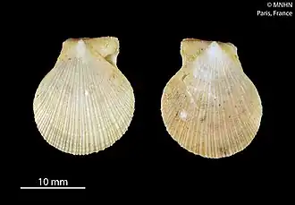 Talochlamys contorta