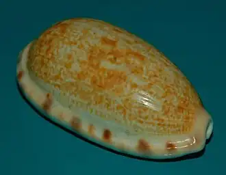 Talostolida pellucens