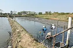 Tambak (brakwatervisserij) een economische pijler in Juwana