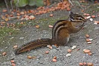 Townsendchipmunk