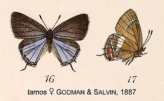 Calycopis tamos