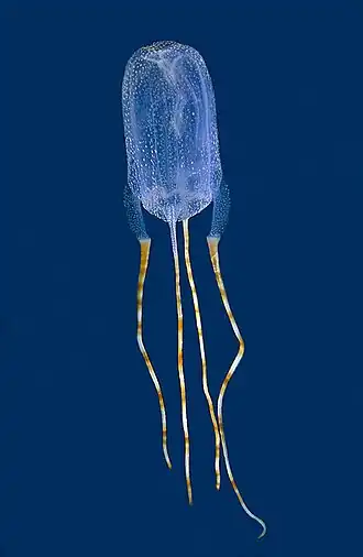 Tamoya ohboya (Tamoyidae)