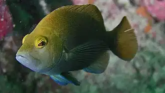 Hypoplectrus randallorum