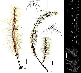 Tanacetipathes barbadensis