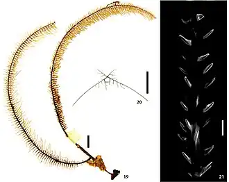 Tanacetipathes tanacetum