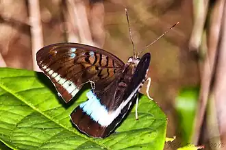 Tanaecia calliphorus