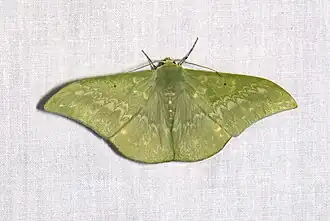 Tanaorhinus malayanus