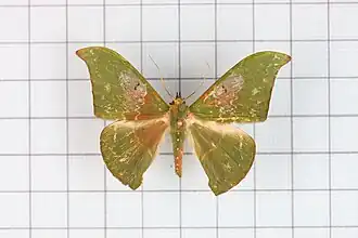 Tanaorhinus viridiluteata