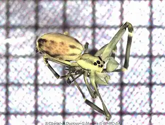 Tangaroa tahitiensis