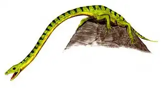 Tanystropheus