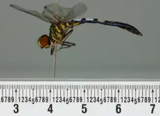Tapeinothemis