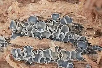 Smoezelige viltmollisia