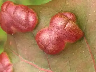 Populierenbladblaasje