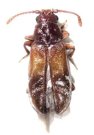 Cavognathidae