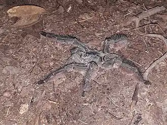 Tapinauchenius plumipes