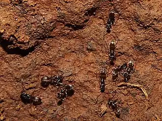 Tapinoma antarcticum