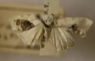 Tarachidia erastrioides