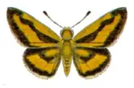 Taractrocera anisomorpha