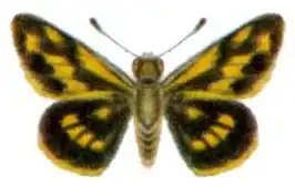 Taractrocera dolon