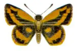 Taractrocera ilia