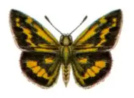 Taractrocera ina
