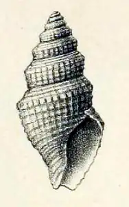 Taranidaphne nereidum