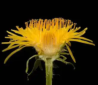 Schotelvormig hoofdje van paardenbloem (lengtedoorsnede)