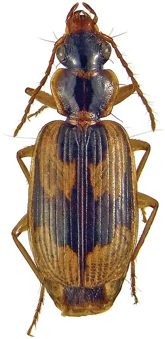 Taridius abdominalis