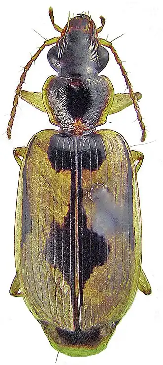 Taridius coriaceus