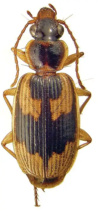 Taridius fasciatus
