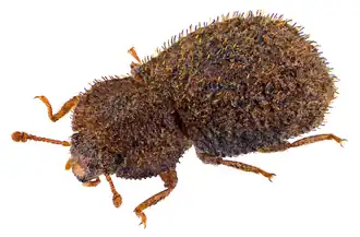 Tarphius brevicollis