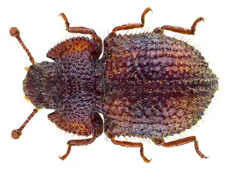 Tarphius gibbulus