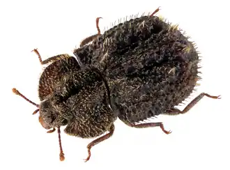 Tarphius quadratus
