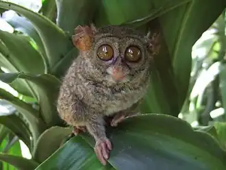 Celebesspookdier (Tarsius tarsier)