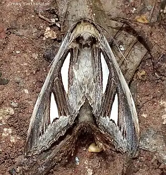 Tarsolepis rufobrunnea