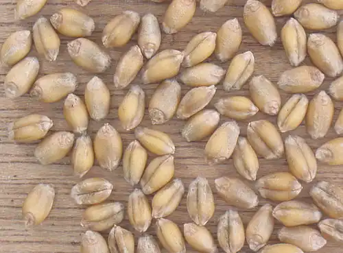 Graanvrucht zonder kafjes van gewone tarwe