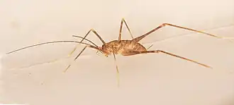 Tasmanoplectron isolatum