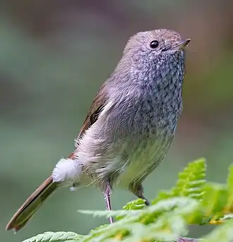 Tasmaanse doornsnavel