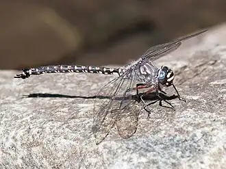 Austroaeschna tasmanica