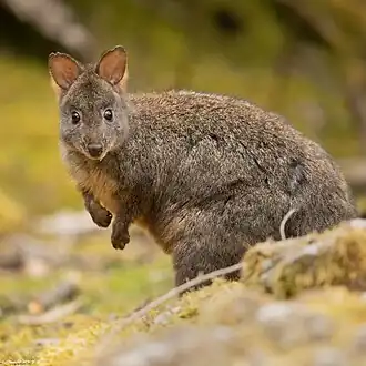Roodbuikpademelon