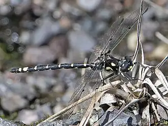 Synthemiopsis gomphomacromioides